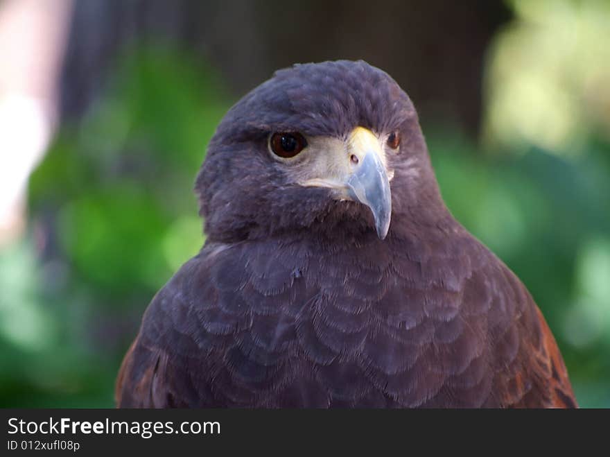 Close up of falcon face