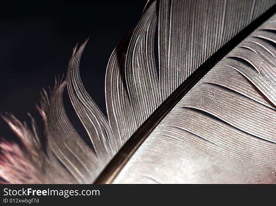 Feather