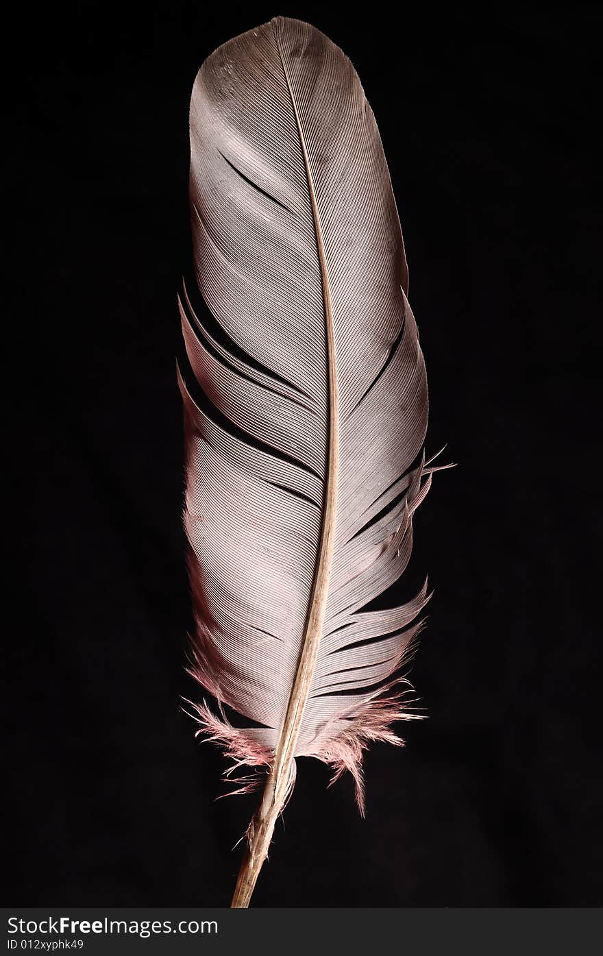 Feather