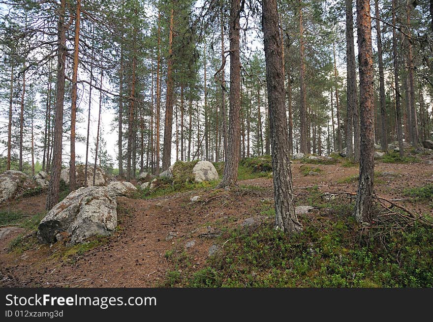 Forest of pine