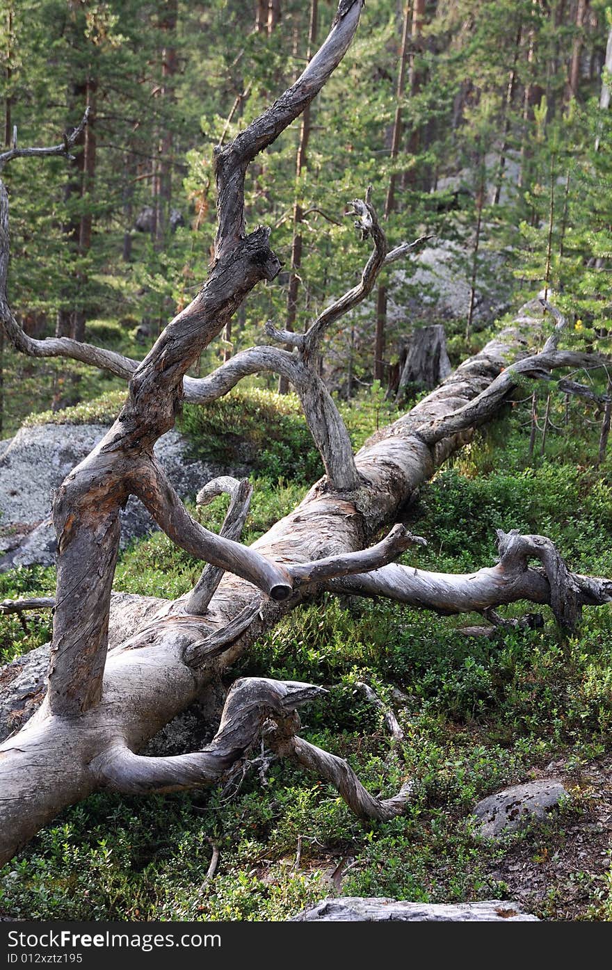 Dead tree in the forest