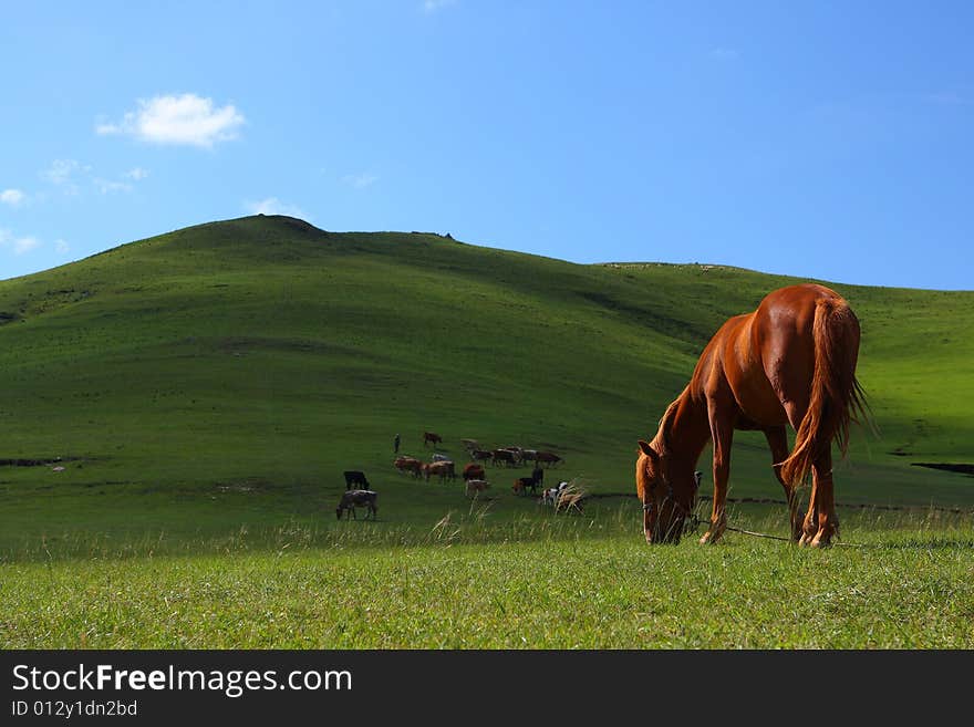 Horse grazing on the prairie