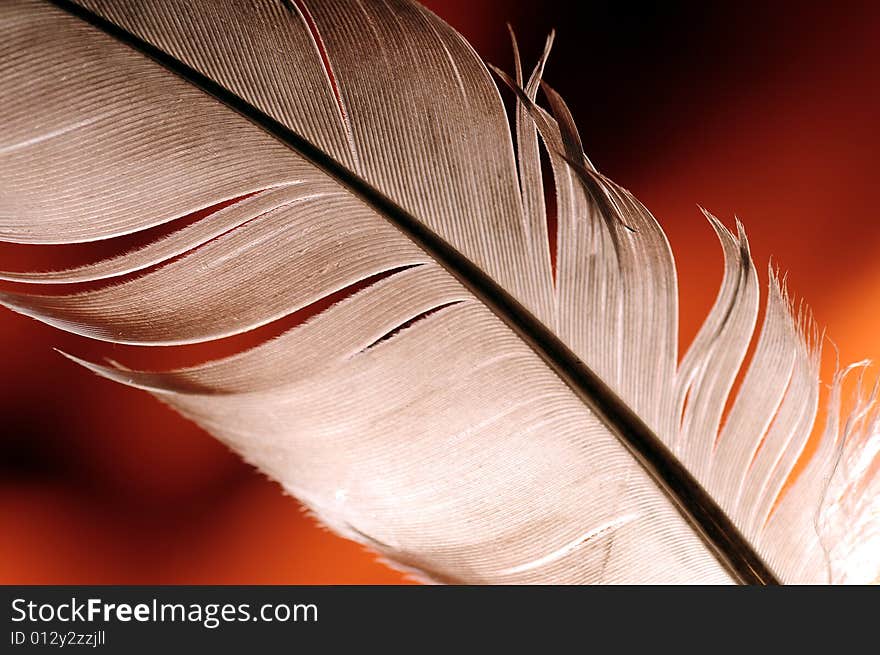 Feather