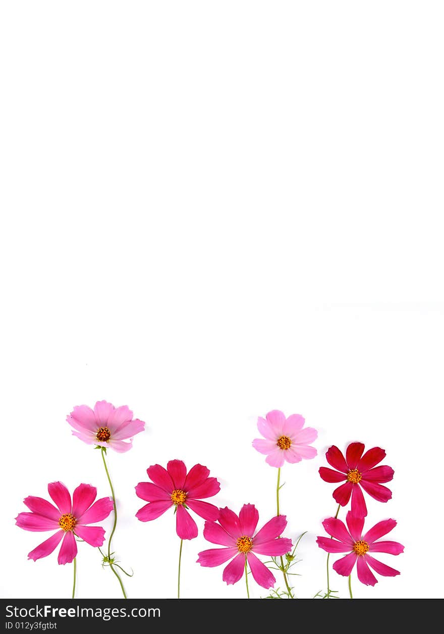 Fresh red and pink flowers lay on a white background.