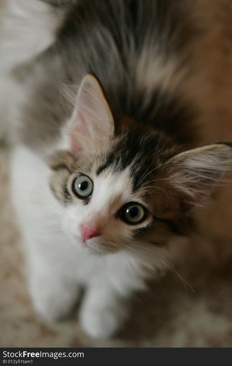 Small kitten with grey eyes looks at top