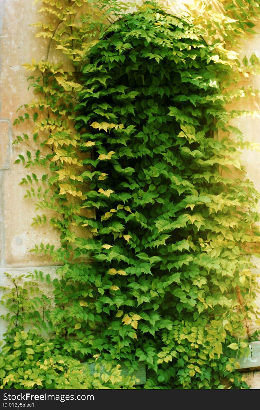 Ivy-covered archy door