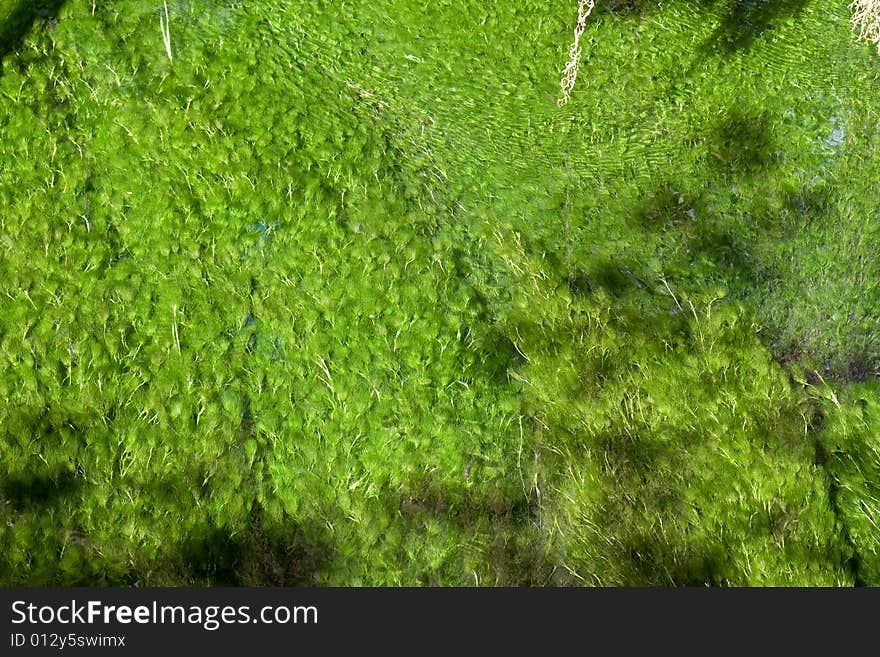 Moss in the river bed