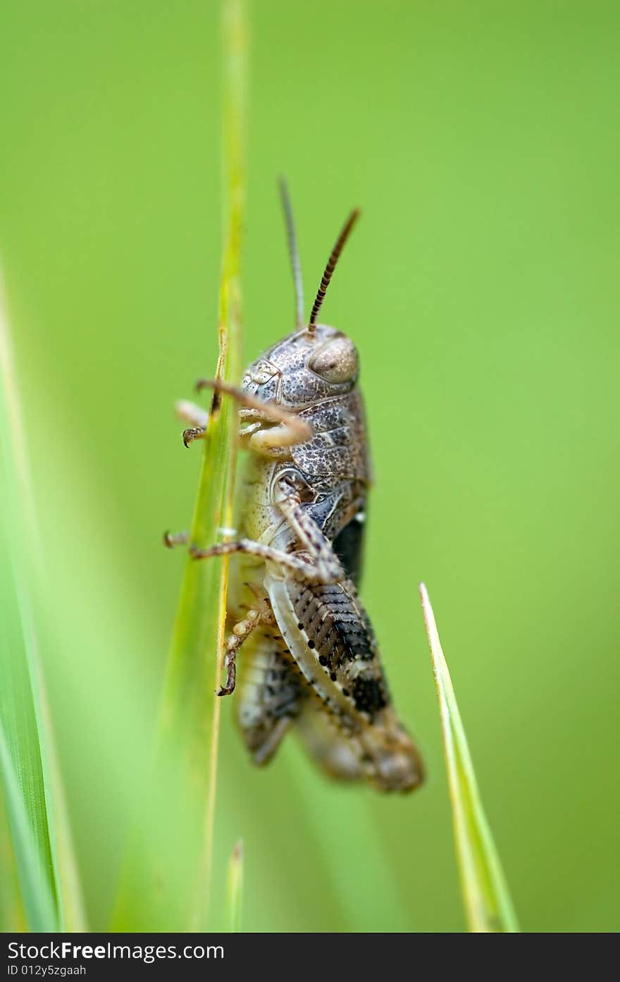 Grasshopper On Green