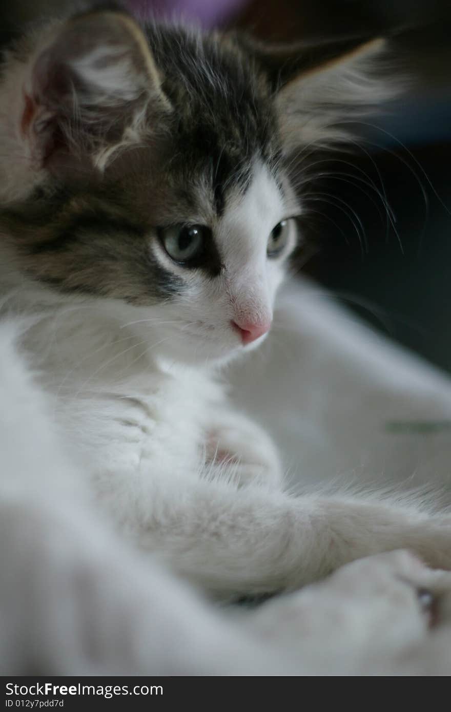 Small kitten with grey eyes