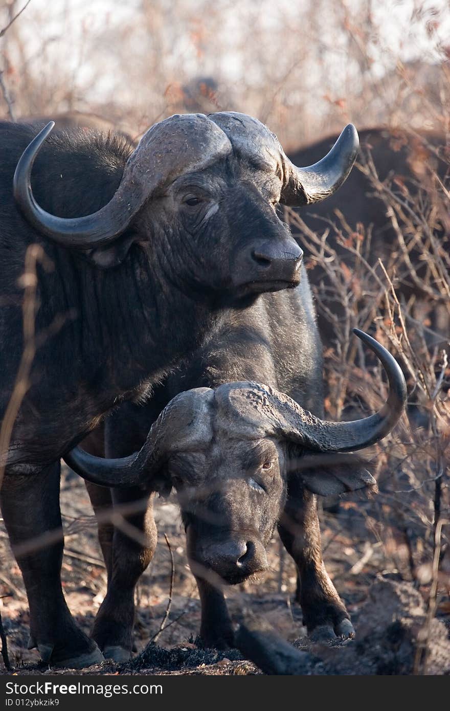 Buffalos look with attention at the camera. Buffalos look with attention at the camera