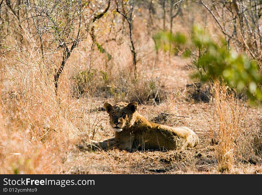 Lion in the bush