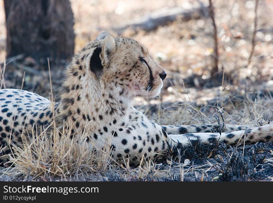 Cheetah at rest