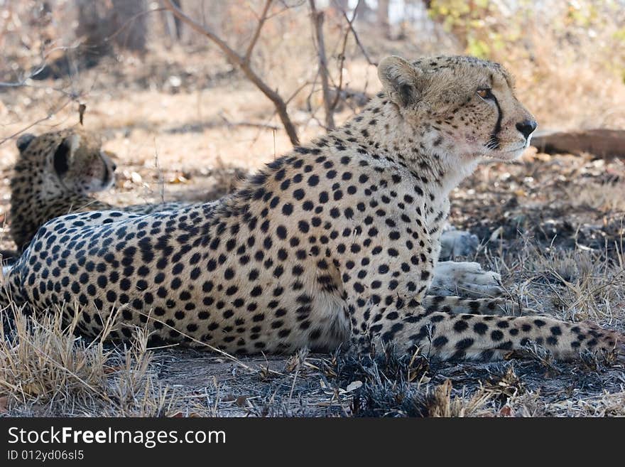 Cheetah At Rest