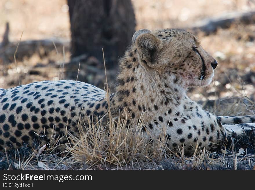 Cheetah at rest