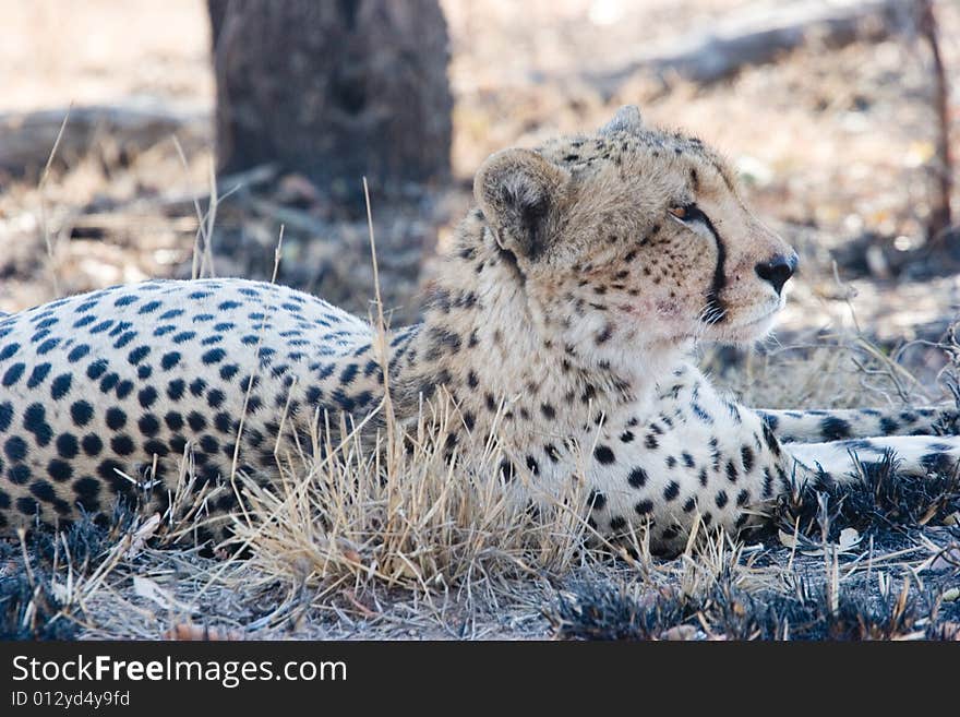 Cheetah on the guard