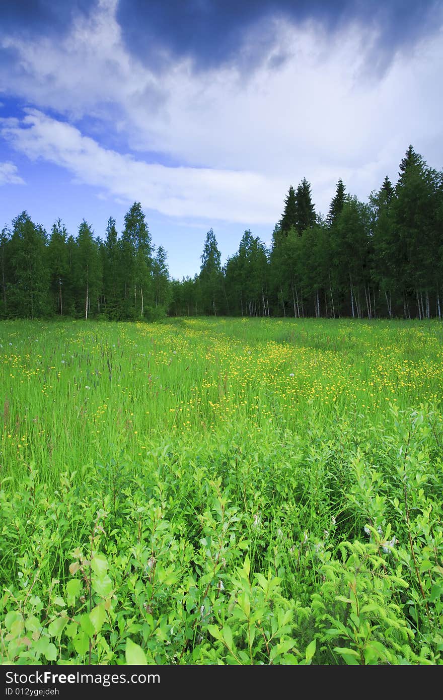 Meadow filled with grass and wild flowers. Meadow filled with grass and wild flowers