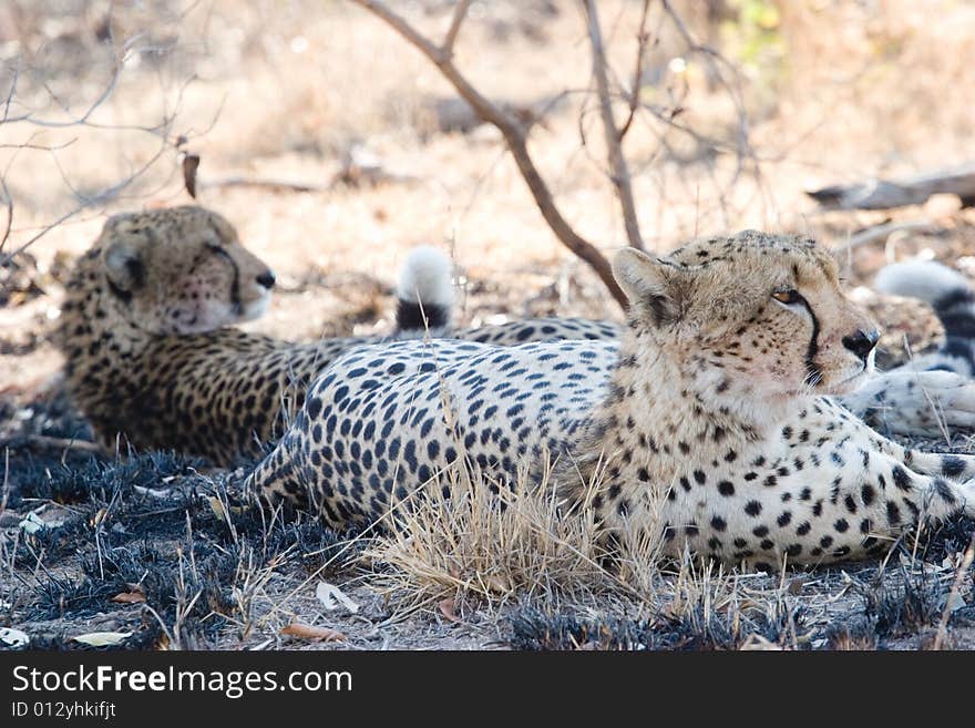 Cheetah on the guard