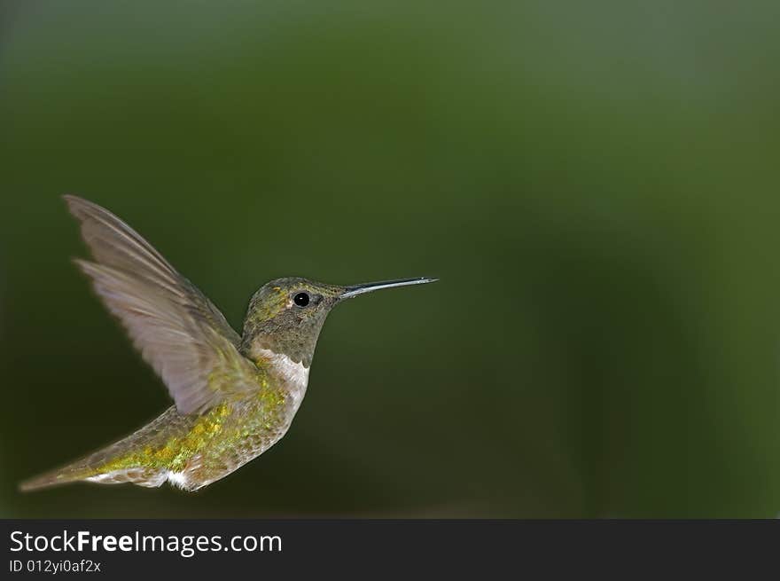 Hummingbird in flight with room for text, logos, or other user supplied elements. Hummingbird in flight with room for text, logos, or other user supplied elements