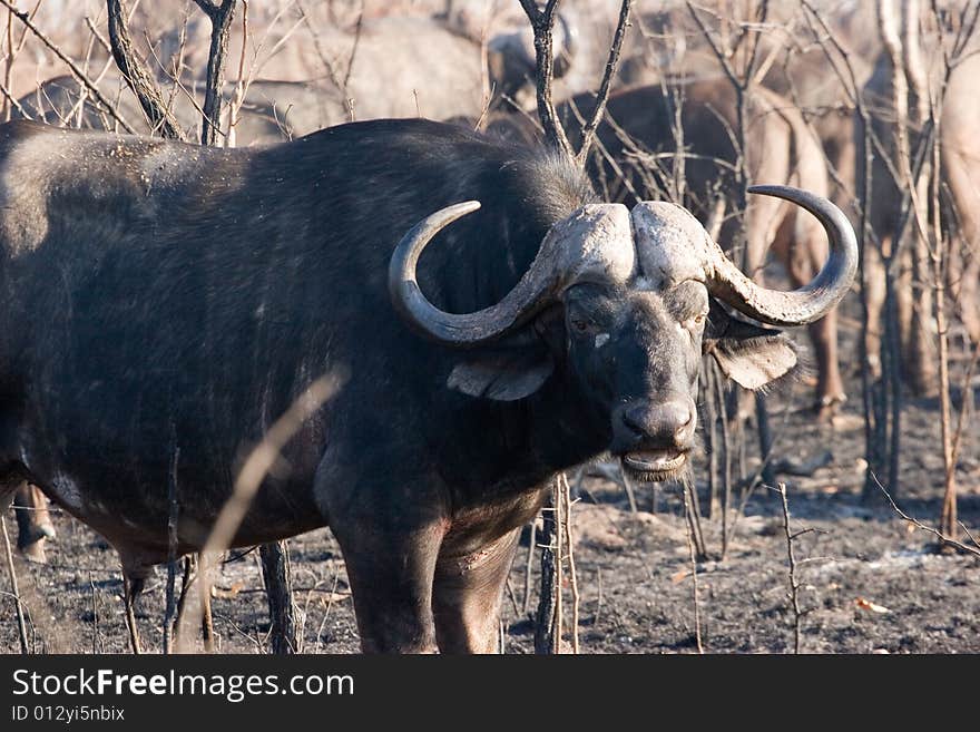 Buffalo on the guard