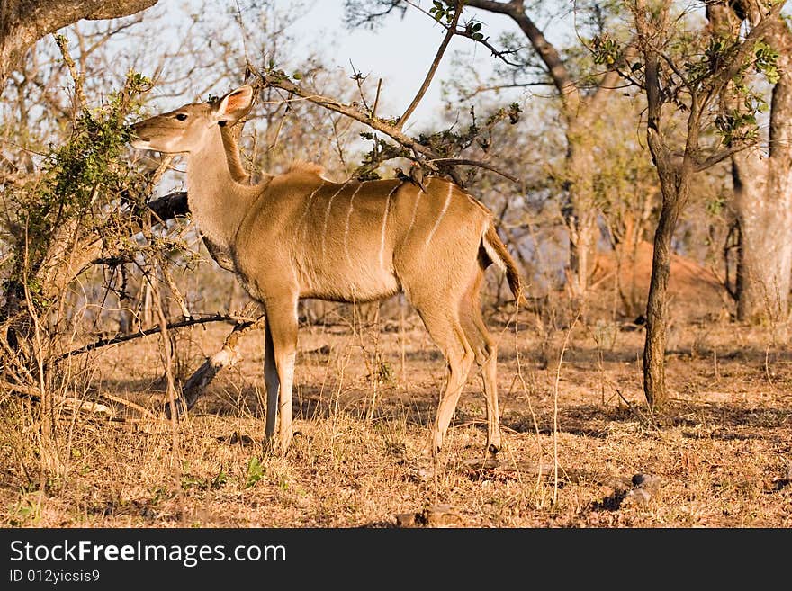 An antelope on the guard in the kruger park of south africa