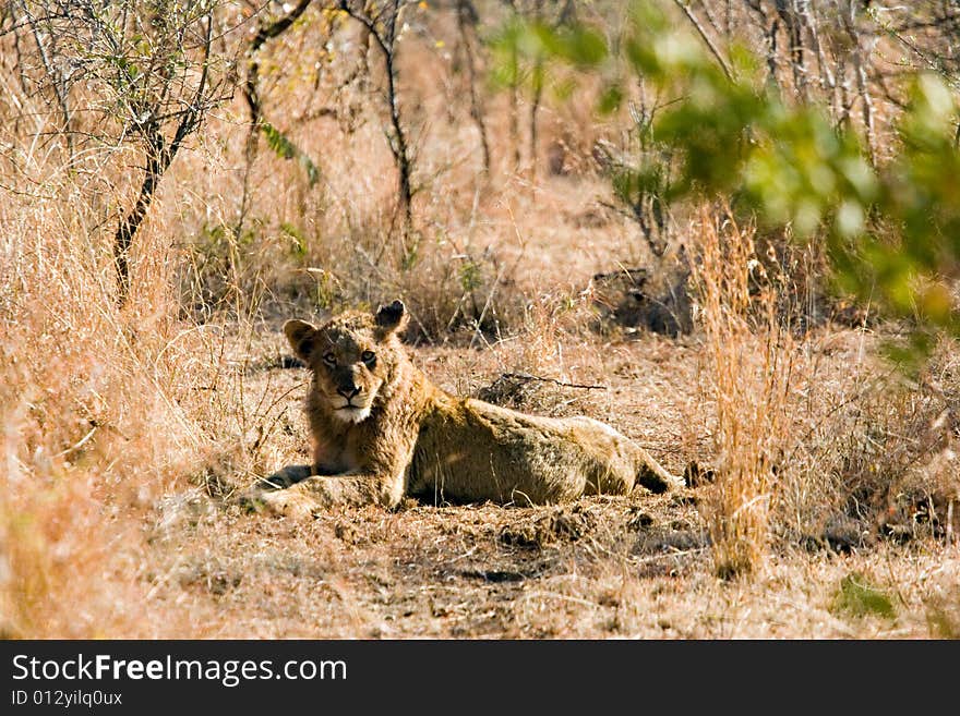 An lion in the bush of the kruger park