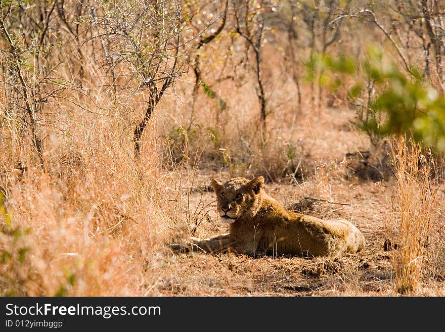 Lion in the bush