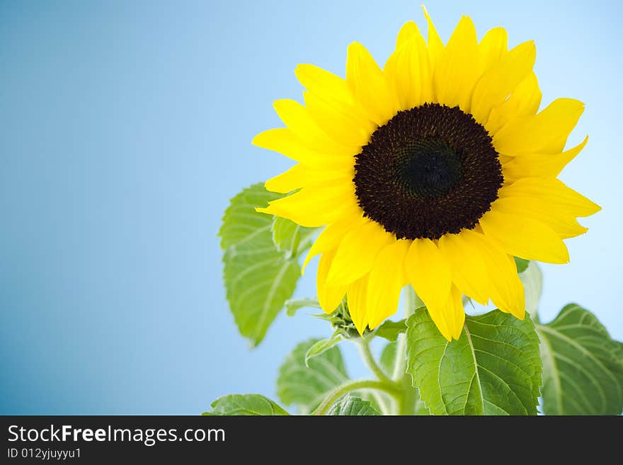 Small single sunflower against blue background