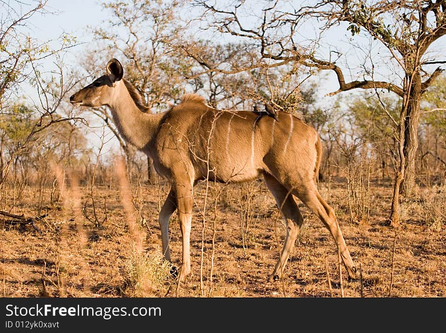 Antelope on the guard