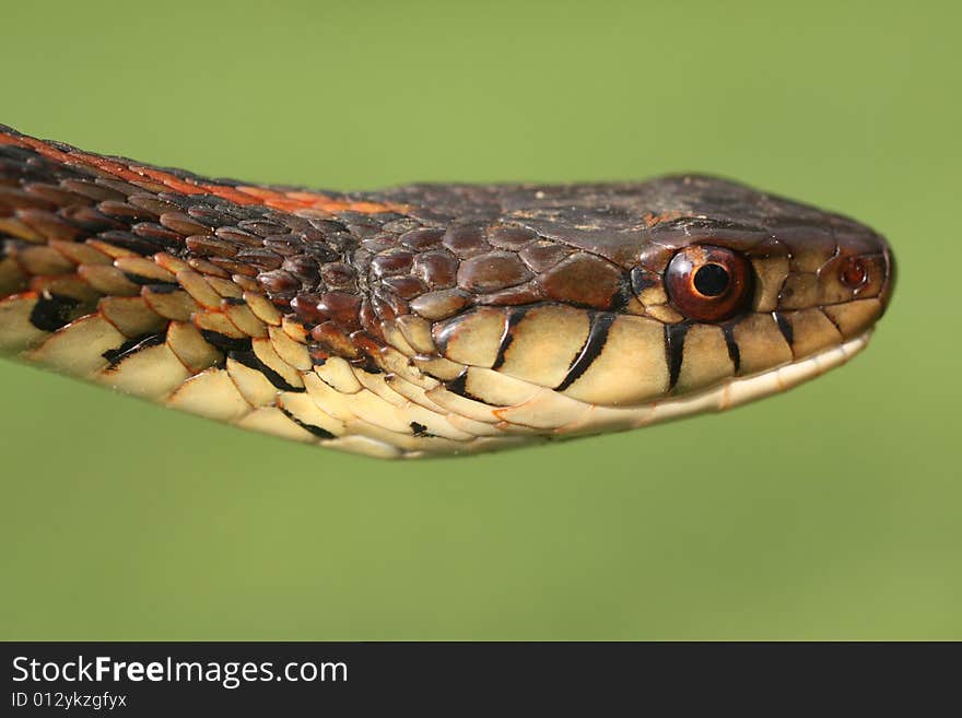 Garter Snake