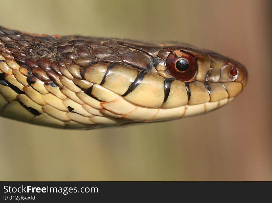 Photo of a garter snake against a green background.