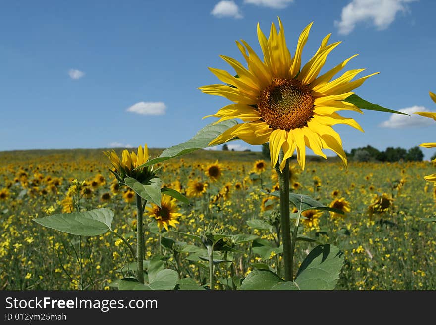 Sunflower