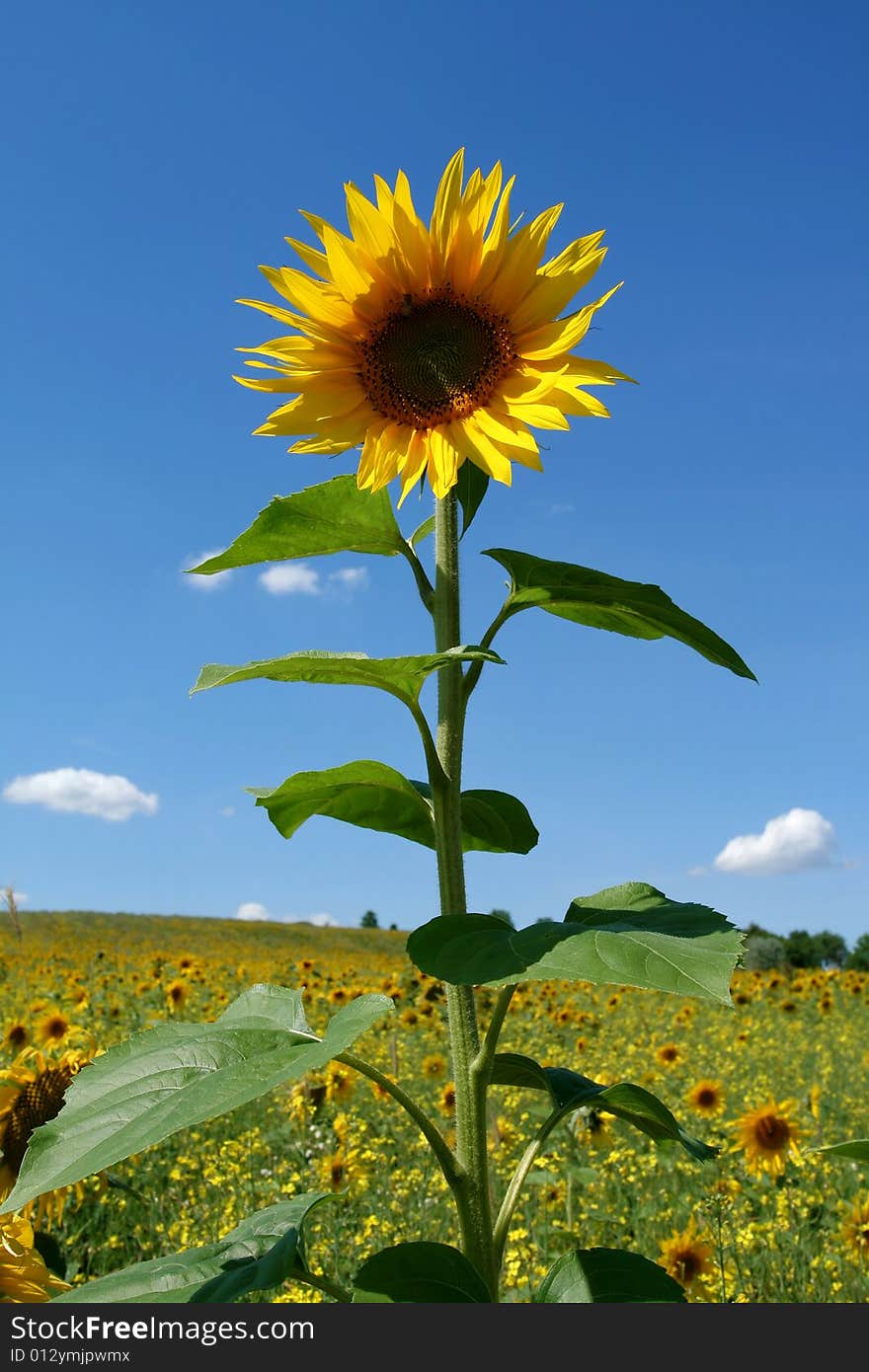 Sunflower.