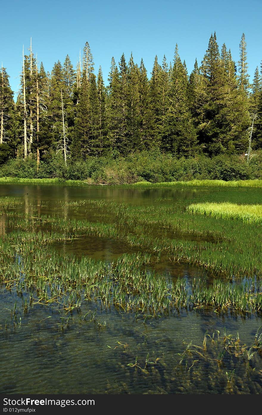 Lake in the forest