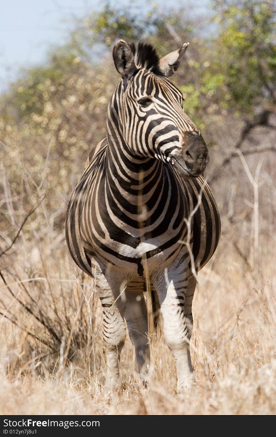 Zebra on the guard