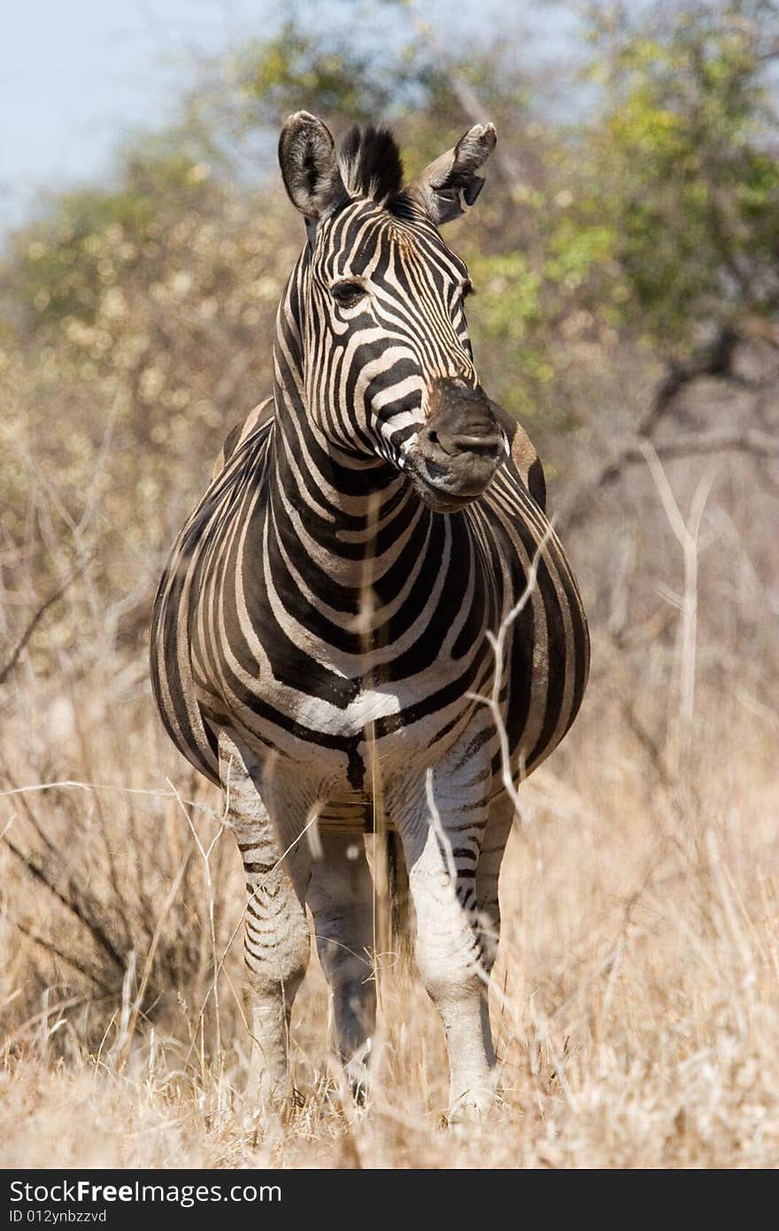 Zebra On The Guard