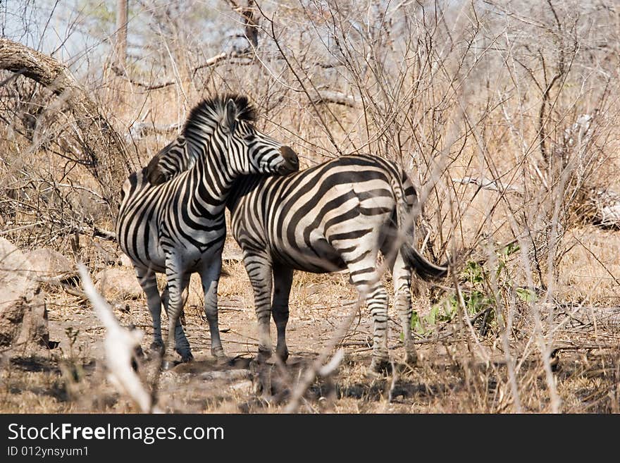 Zebra couple