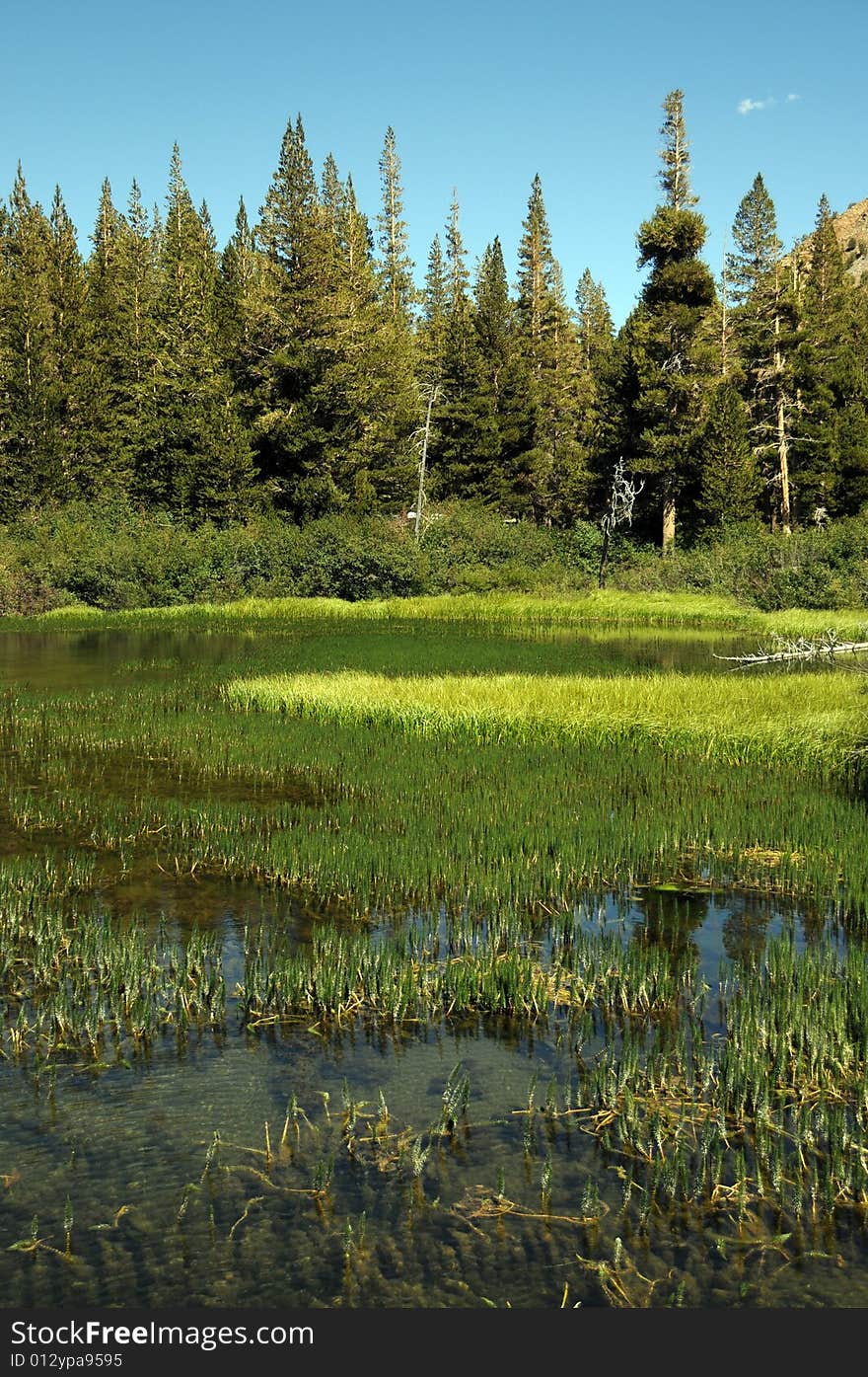 Lake in the forest