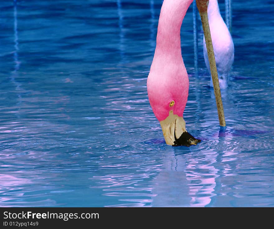 PinkFlamingo