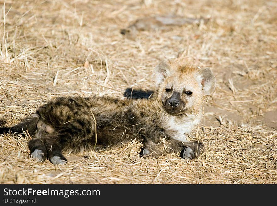 Hyena cub