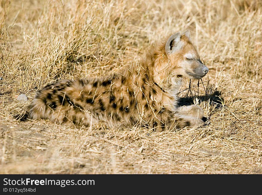 Hyena cub