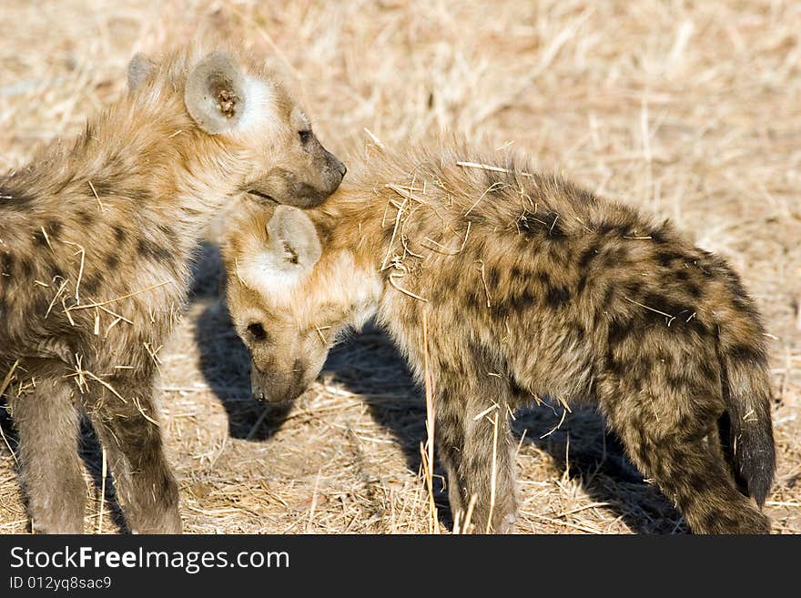 Hyena cubs