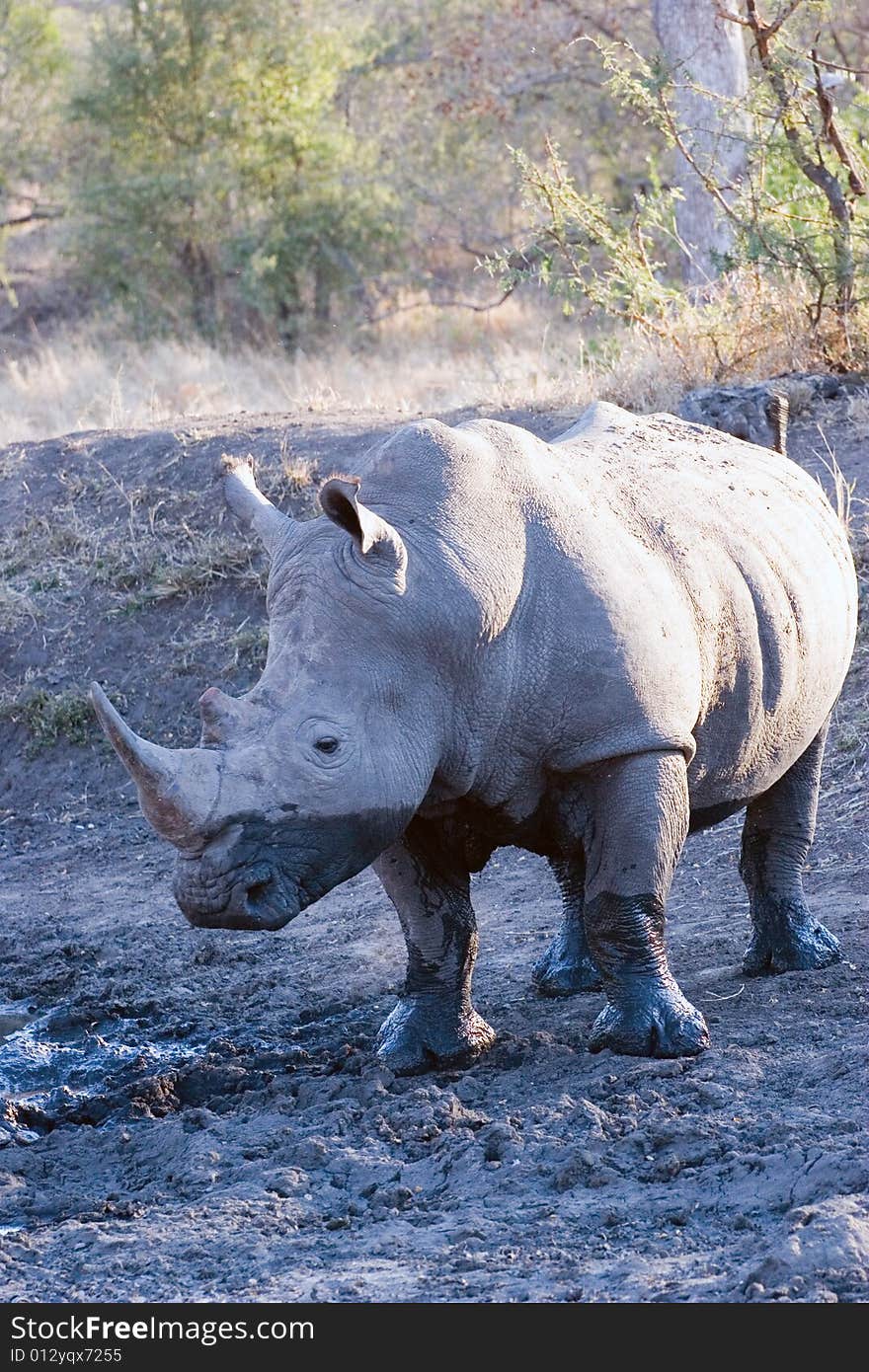 Rhino