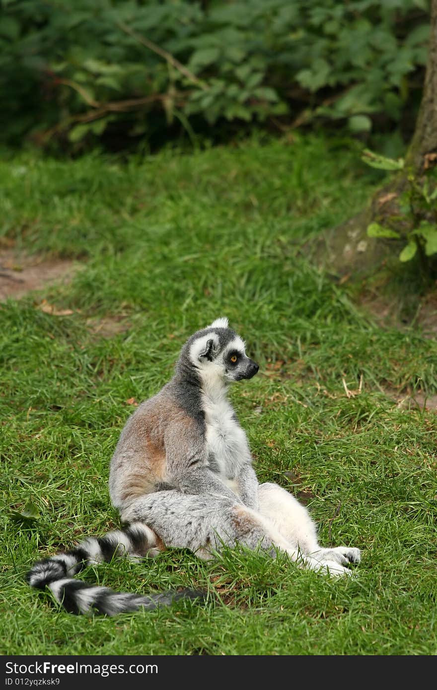 Ring-tailed lemur sitting in grass