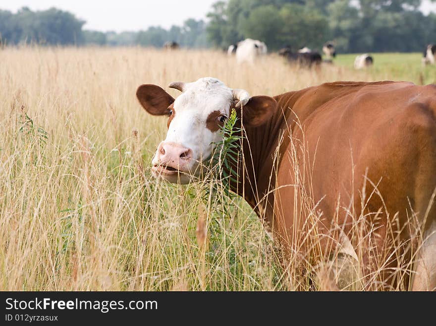 White-brown cow is pasturing on a field. White-brown cow is pasturing on a field