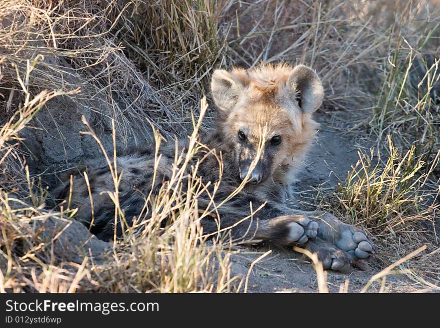 Hyena cub