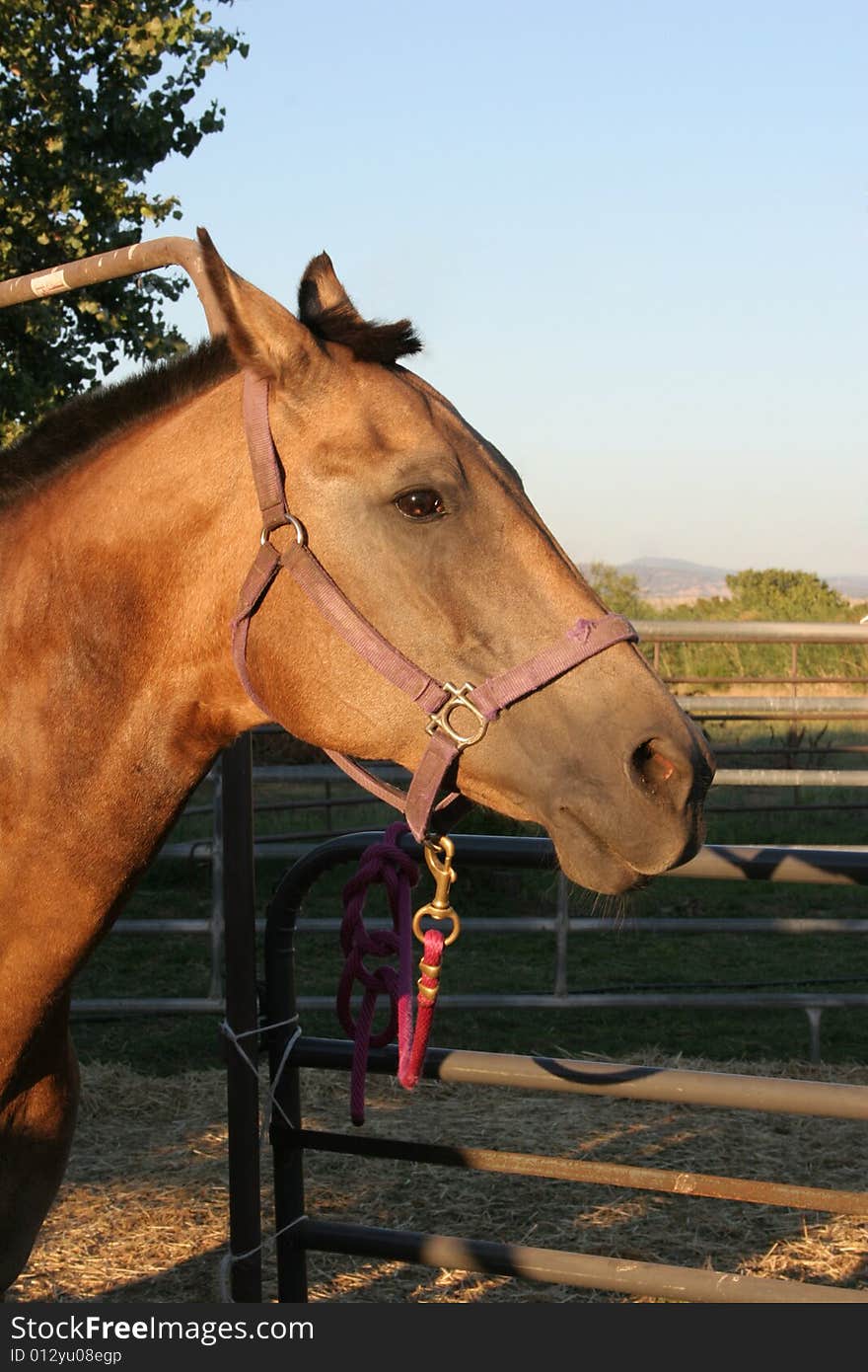 Horse tied near his stall. Horse tied near his stall.