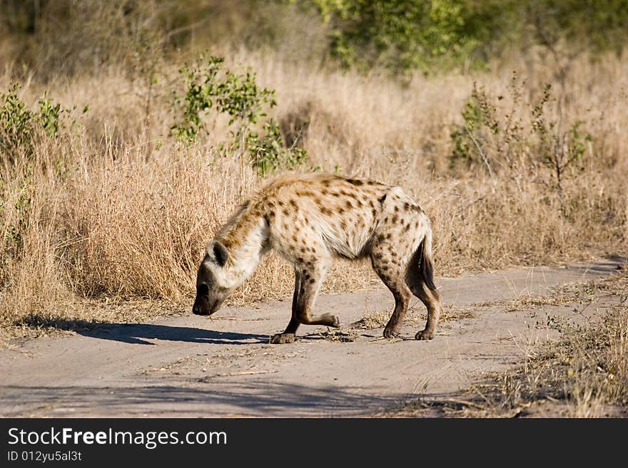 Hyena walk