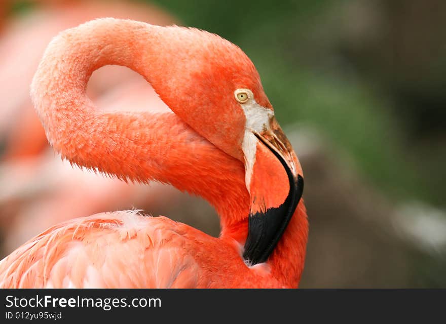 Detail of orange flamingo bird