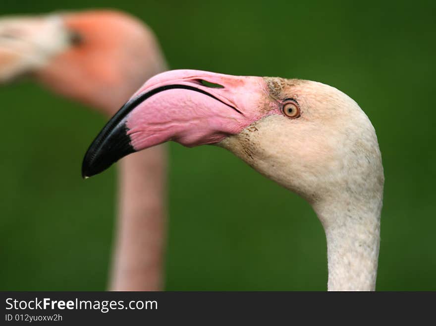 Portrait of delicate flamingo in the zoo. Portrait of delicate flamingo in the zoo