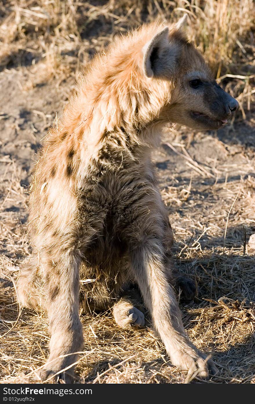 Hyena cub